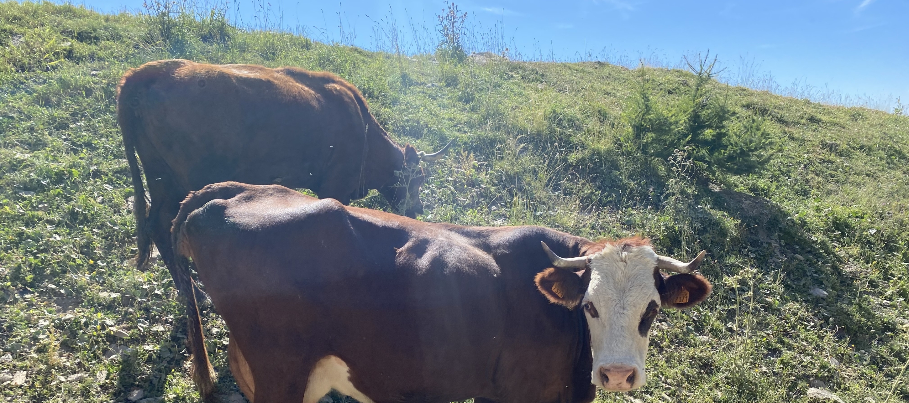 DES ANIMAUX EN BONNE SANTE