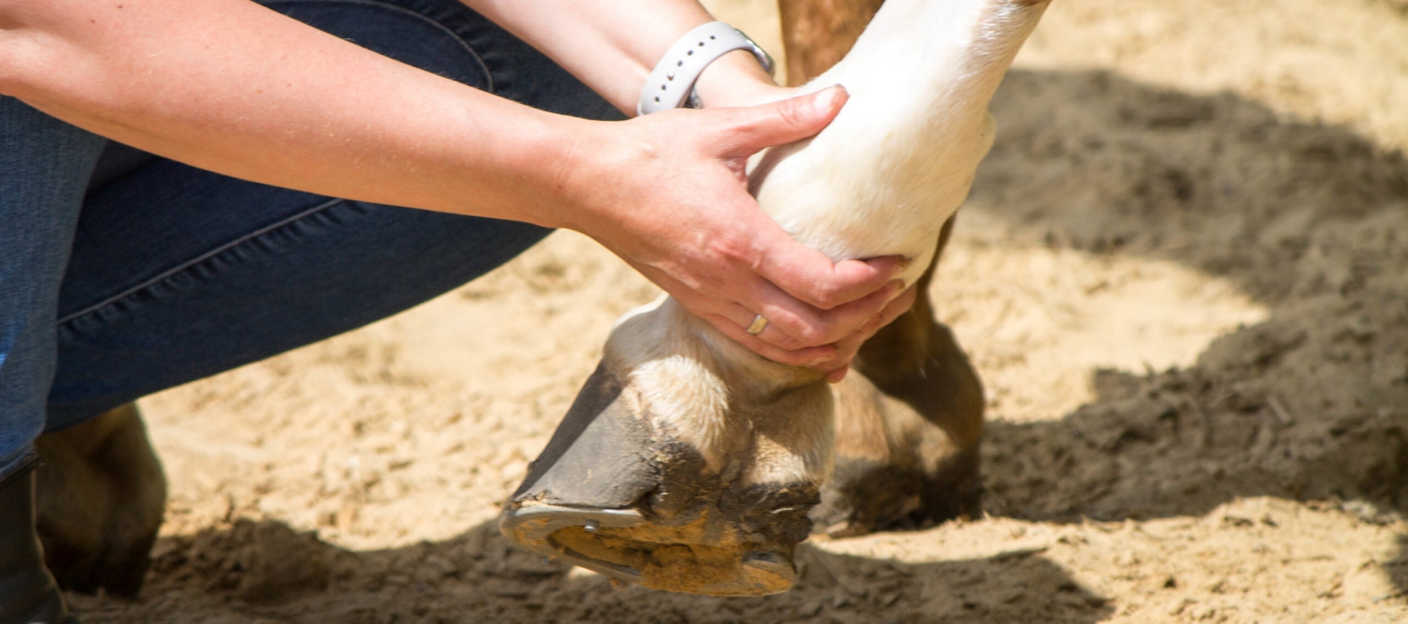 LA PRISE EN CHARGE DE LA DOULEUR ANIMALE