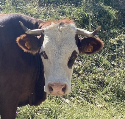 Animaux de rente